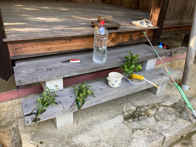 榊の水揚げ