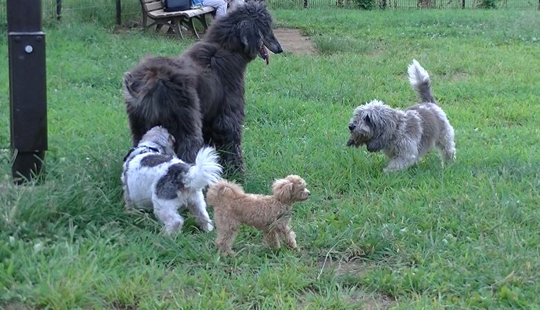 f:id:Ikegamiblog_tokyo:20160813222139j:plain