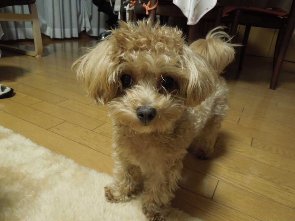 f:id:Ikegamiblog_tokyo:20161101220021j:plain