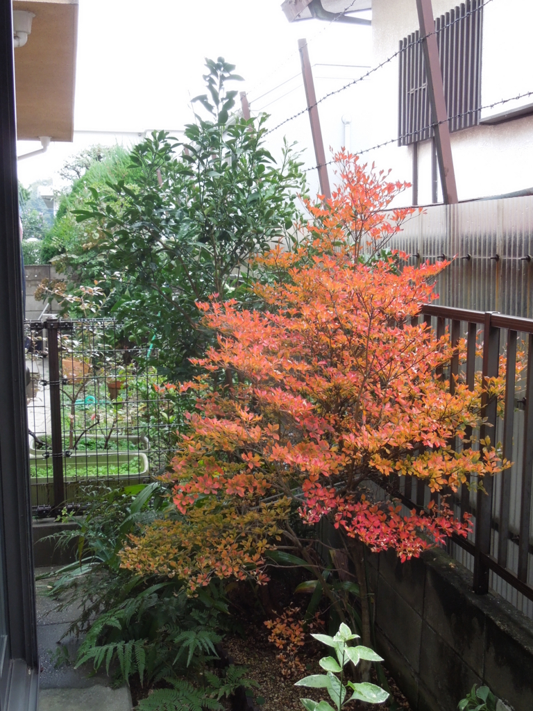 f:id:Ikegamiblog_tokyo:20161108221420j:plain f:id:Ikegamiblog_tokyo:20161108221420j:plain