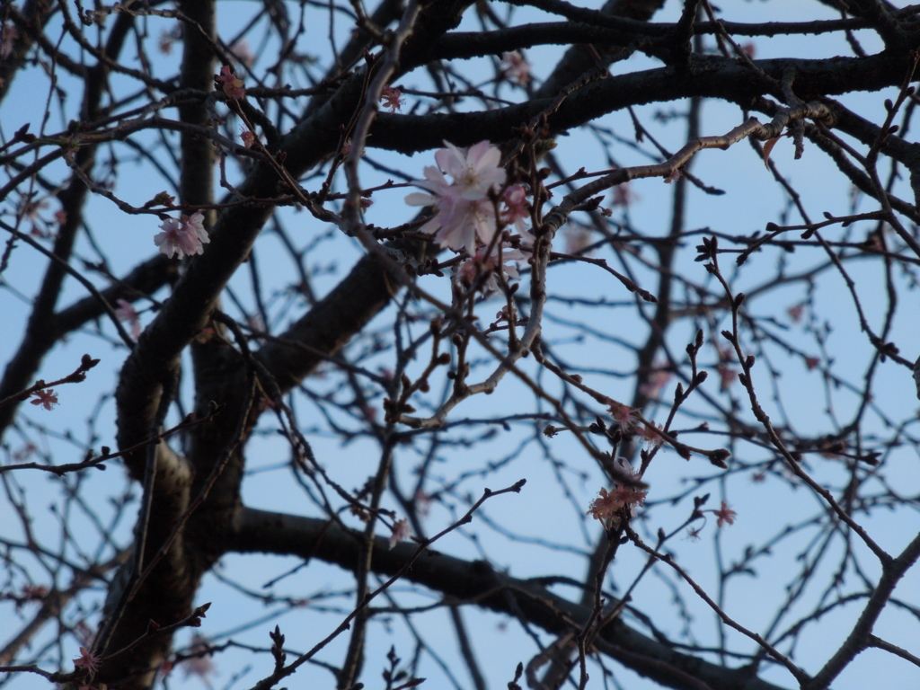 f:id:Ikegamiblog_tokyo:20161225141650j:plain