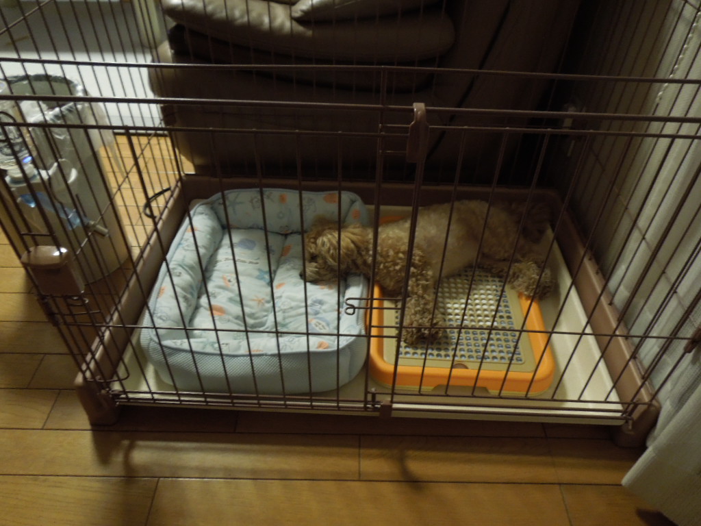 250円で犬小屋の改善を Dogwoodの池上日記