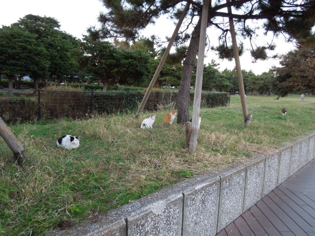 f:id:Ikegamiblog_tokyo:20181114212026j:plain f:id:Ikegamiblog_tokyo:20181114212026j:plain