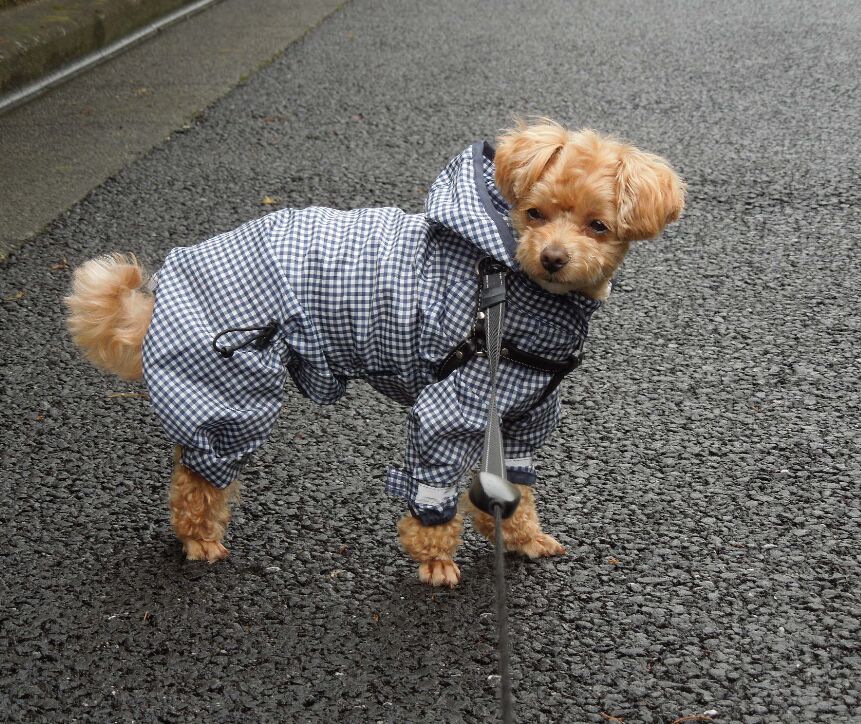 f:id:Ikegamiblog_tokyo:20190702210906j:plain