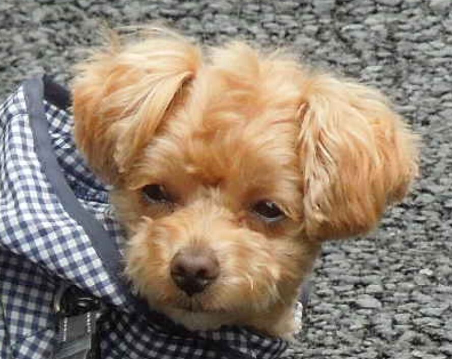 f:id:Ikegamiblog_tokyo:20190702215729j:plain