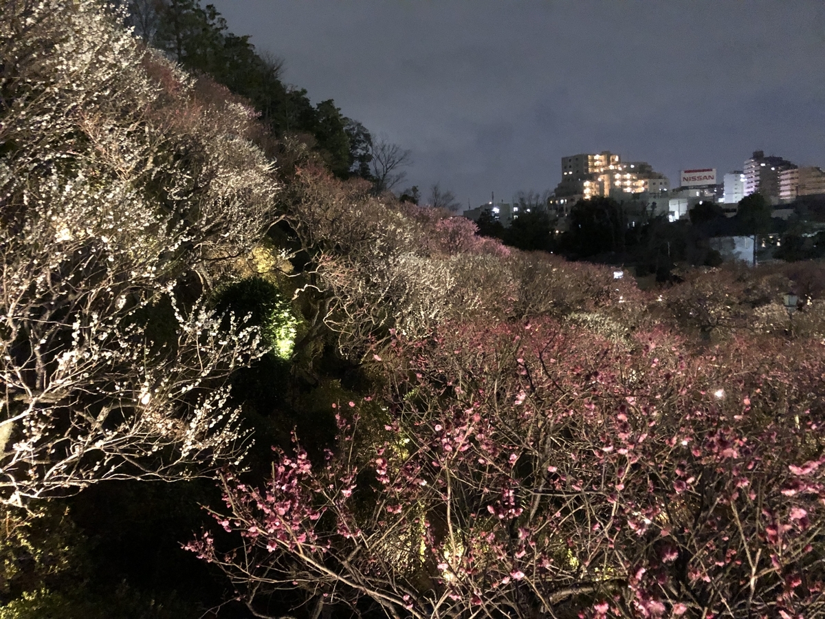 f:id:Ikegamiblog_tokyo:20200224210522j:plain