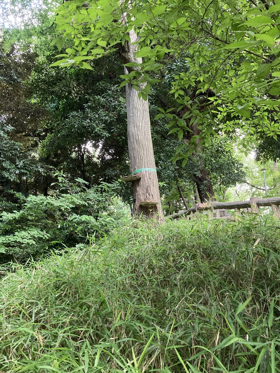 f:id:Ikegamiblog_tokyo:20210531220105j:plain