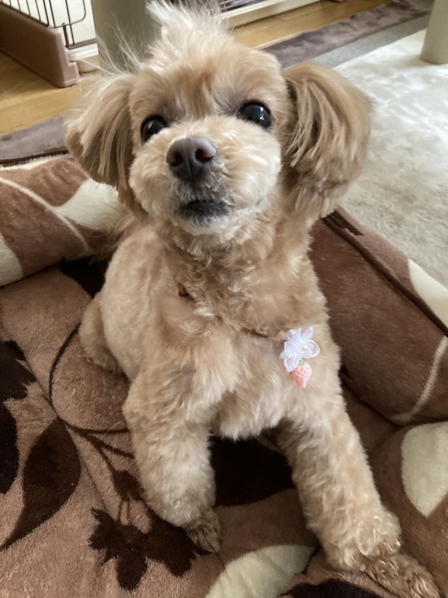 f:id:Ikegamiblog_tokyo:20220310173235j:plain