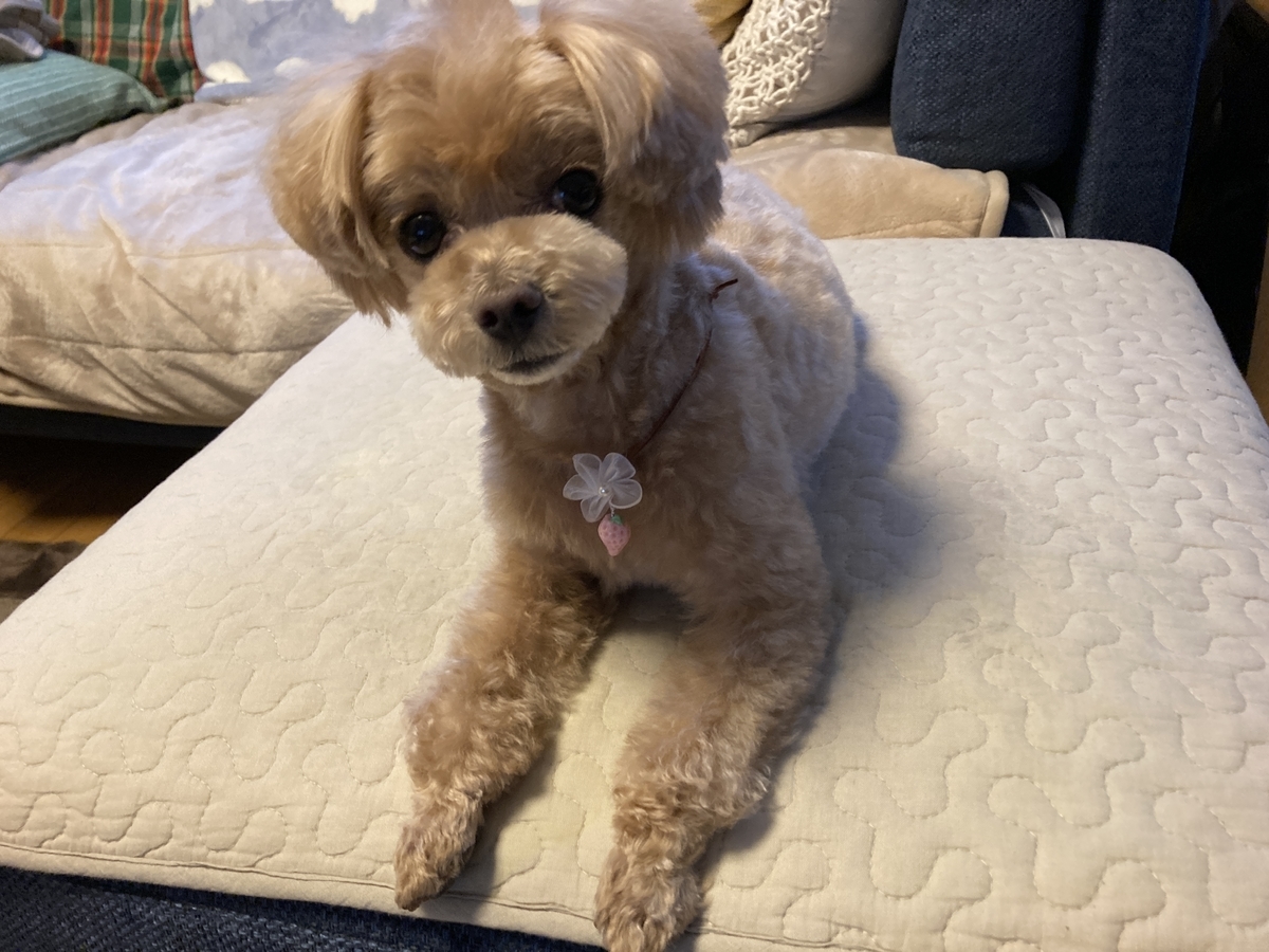 f:id:Ikegamiblog_tokyo:20220310213537j:plain