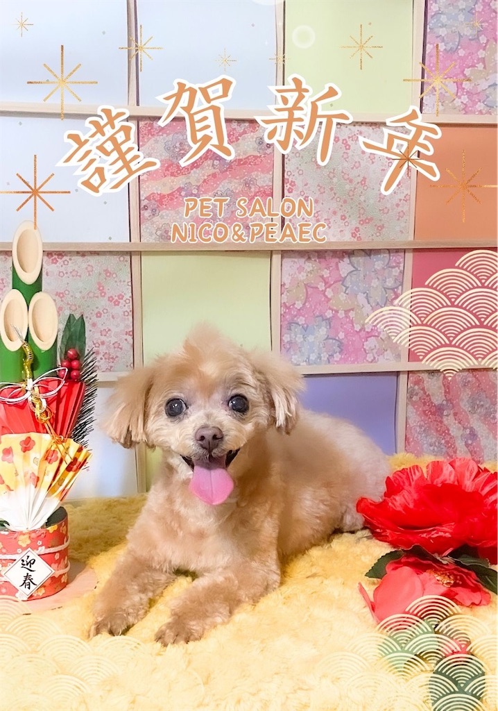 f:id:Ikegamiblog_tokyo:20250206073053j:image
