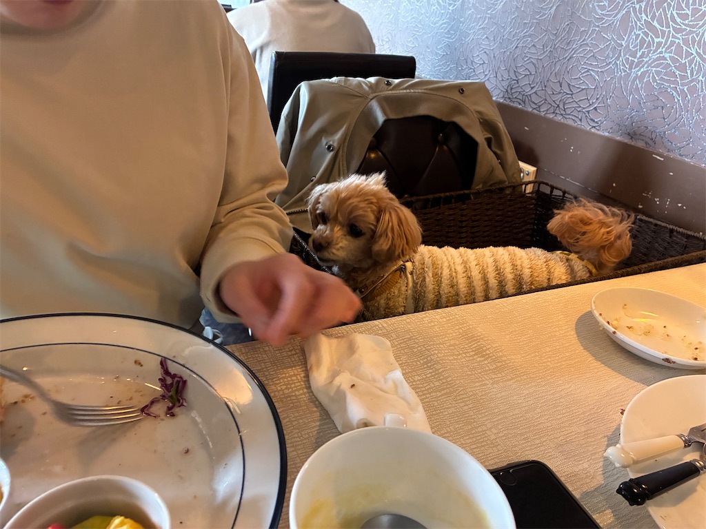 f:id:Ikegamiblog_tokyo:20250327074842j:image