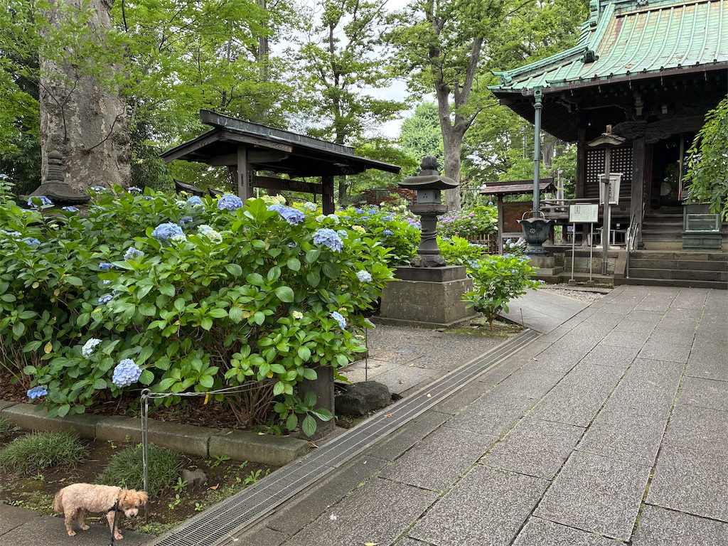 f:id:Ikegamiblog_tokyo:20250615104418j:image