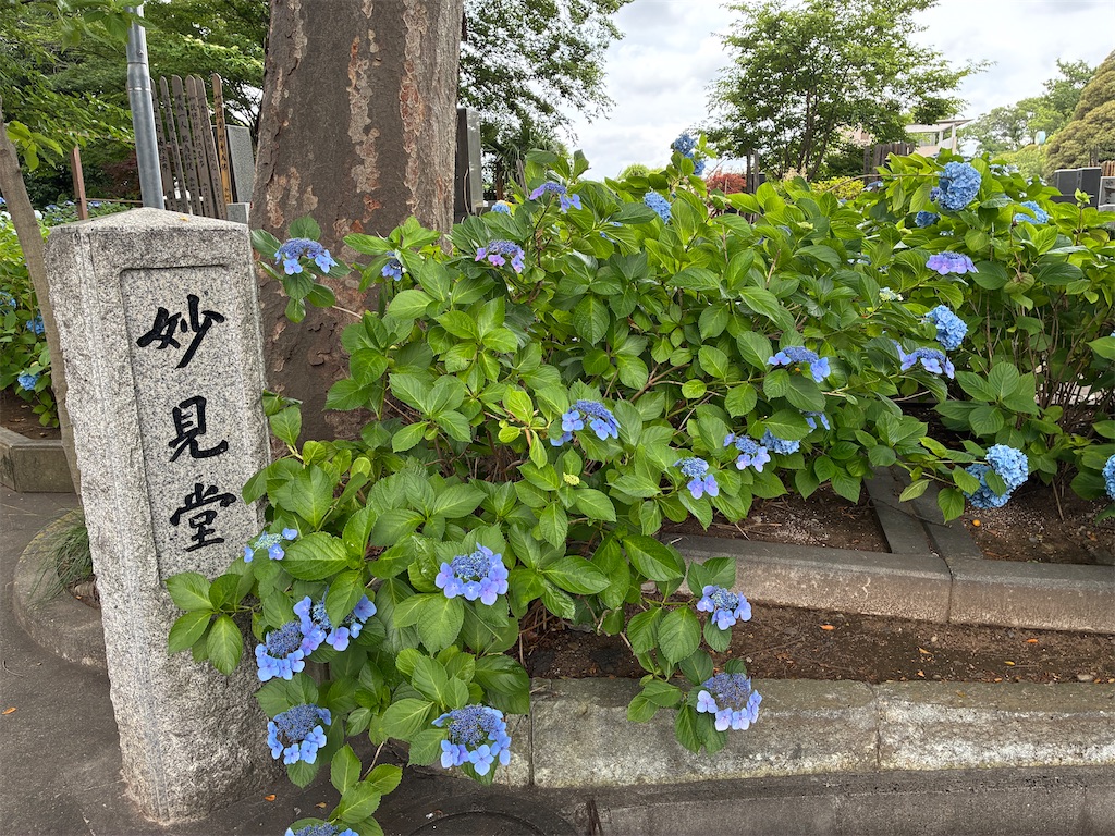 f:id:Ikegamiblog_tokyo:20250615104432j:image