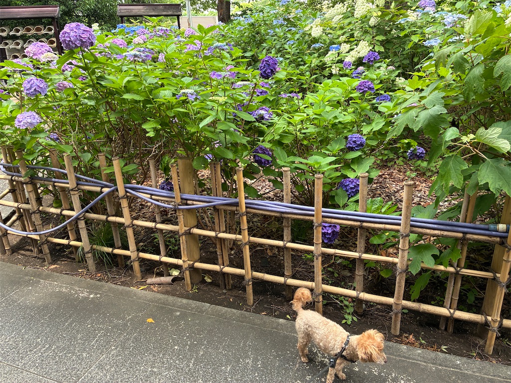 f:id:Ikegamiblog_tokyo:20250615104437j:image