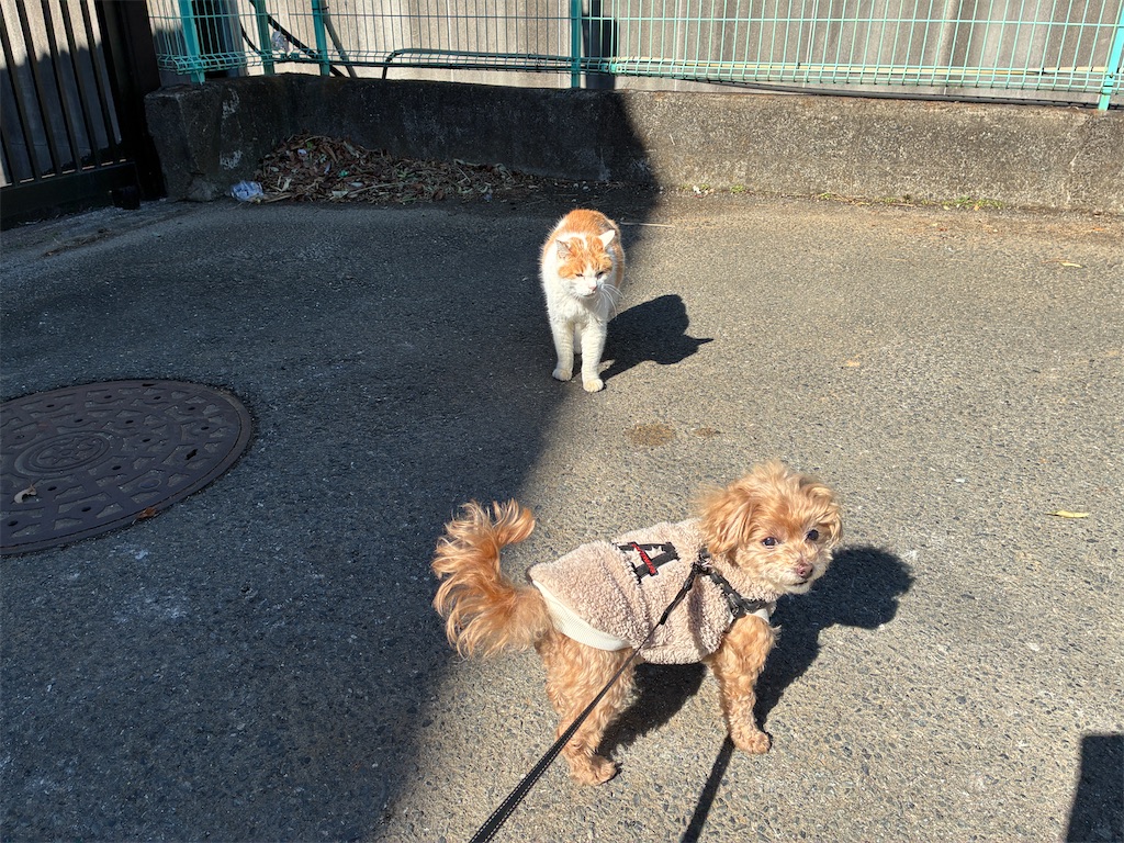 f:id:Ikegamiblog_tokyo:20260329082216j:image