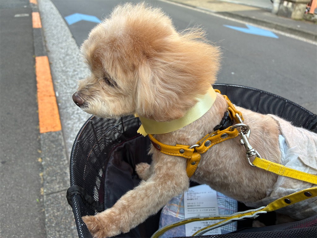 f:id:Ikegamiblog_tokyo:20260611221641j:image