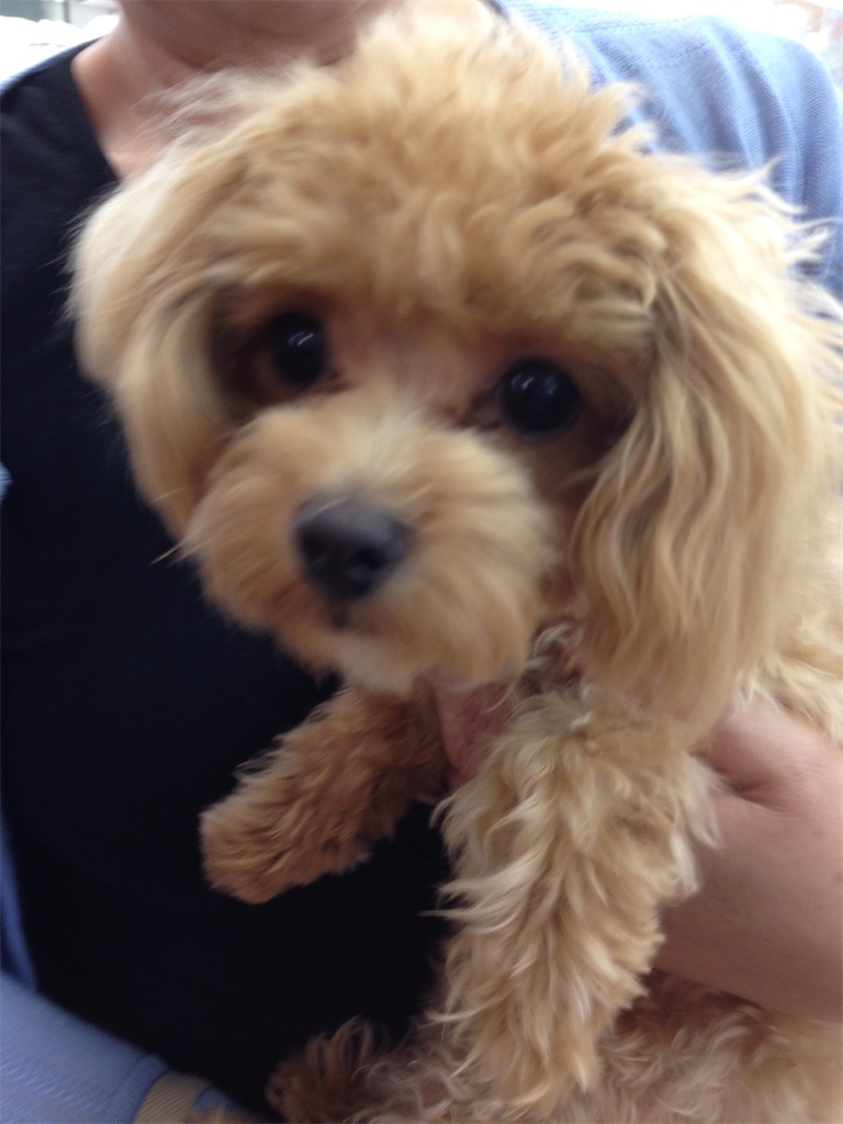 f:id:Ikegamiblog_tokyo:20260703123249j:image f:id:Ikegamiblog_tokyo:20260703123249j:image