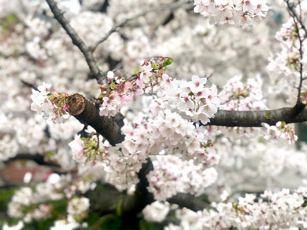 f:id:Ikurachang:20210403233030j:image