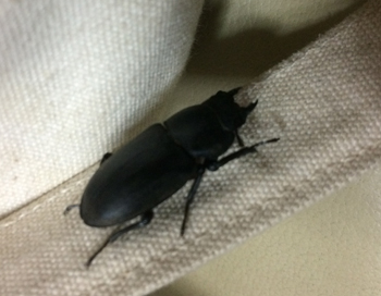 f:id:Ikuronis:20160717230449j:plain