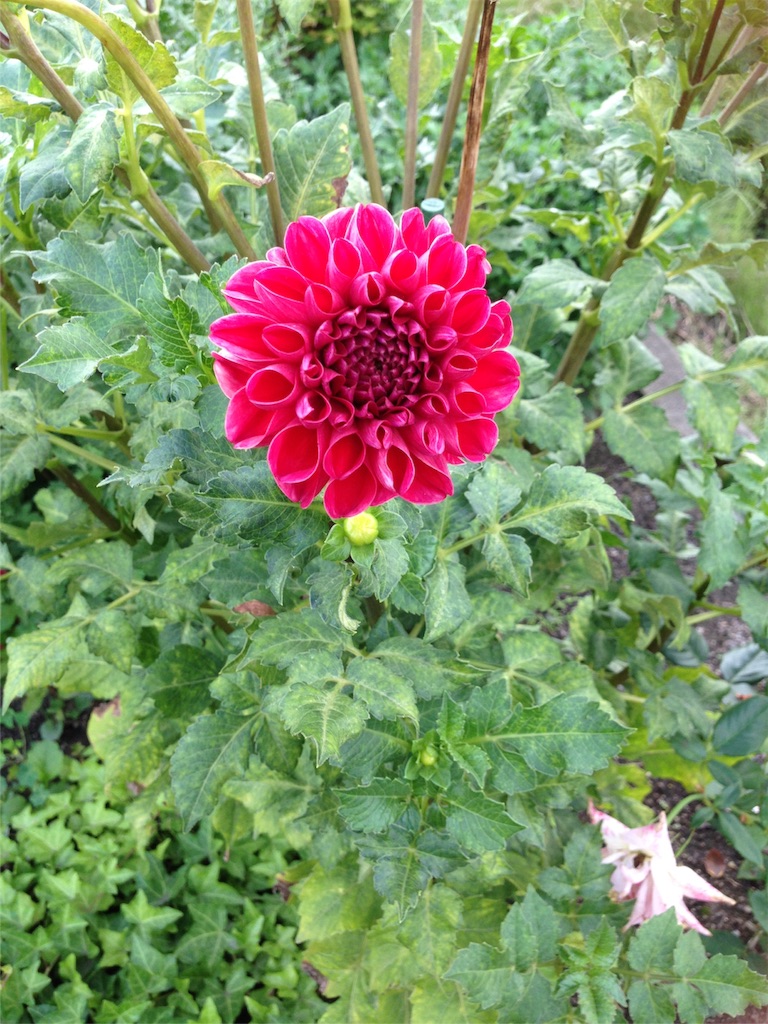 f:id:Ikuzou5656:20160825200202j:image f:id:Ikuzou5656:20160825200202j:image