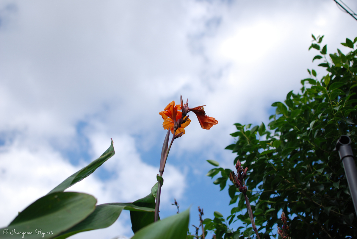 f:id:ImagawaRyusei:20211005235323j:plain
