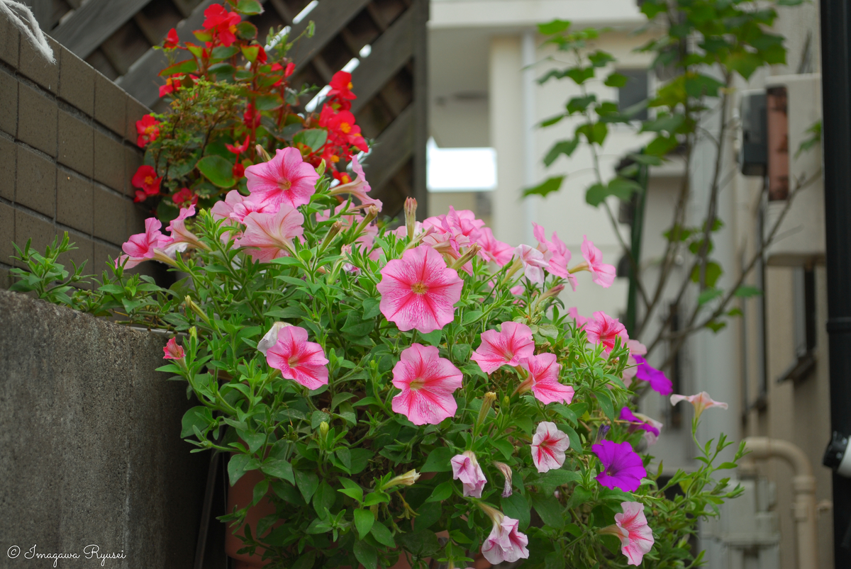 f:id:ImagawaRyusei:20211006222039j:plain