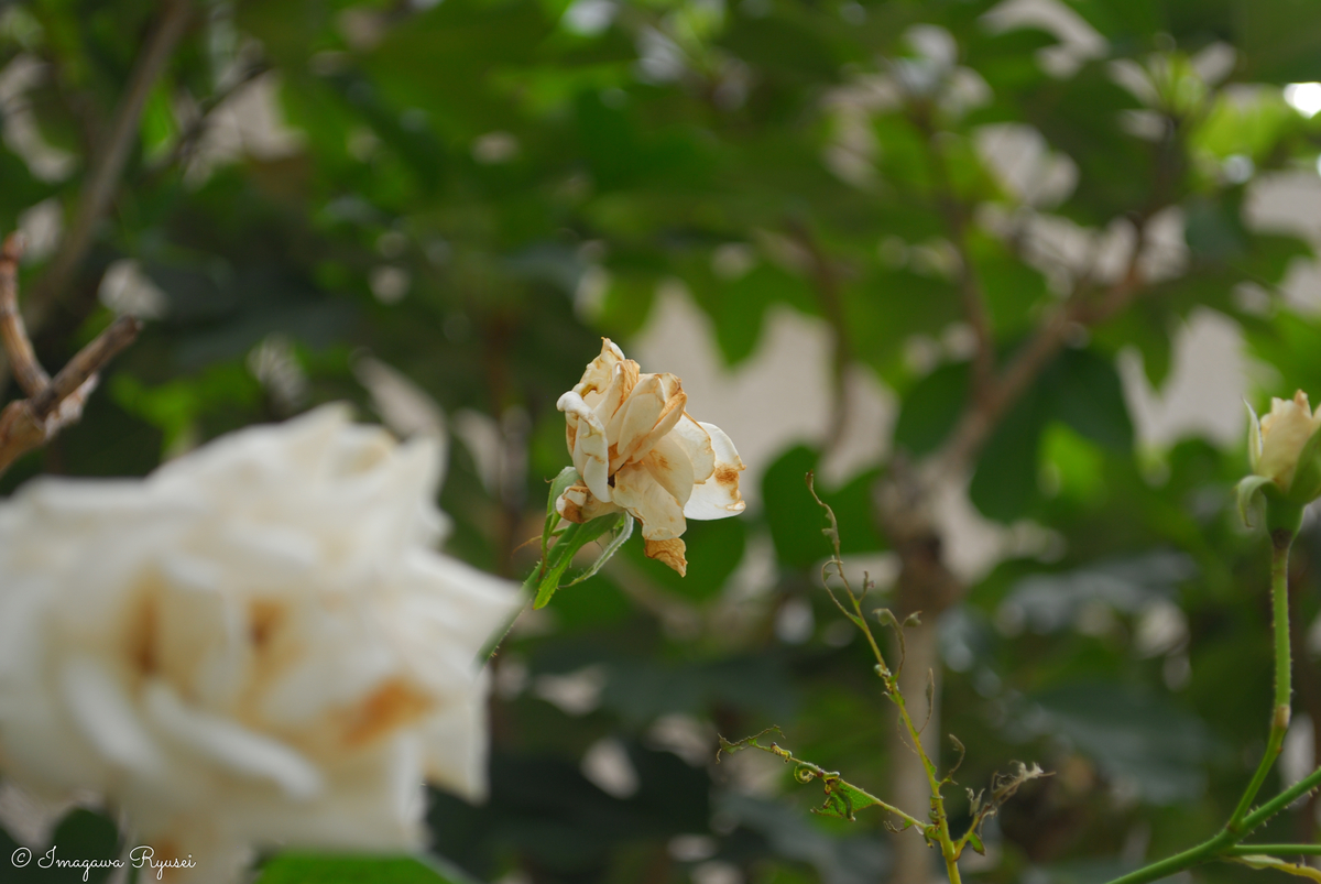 f:id:ImagawaRyusei:20211006222044j:plain
