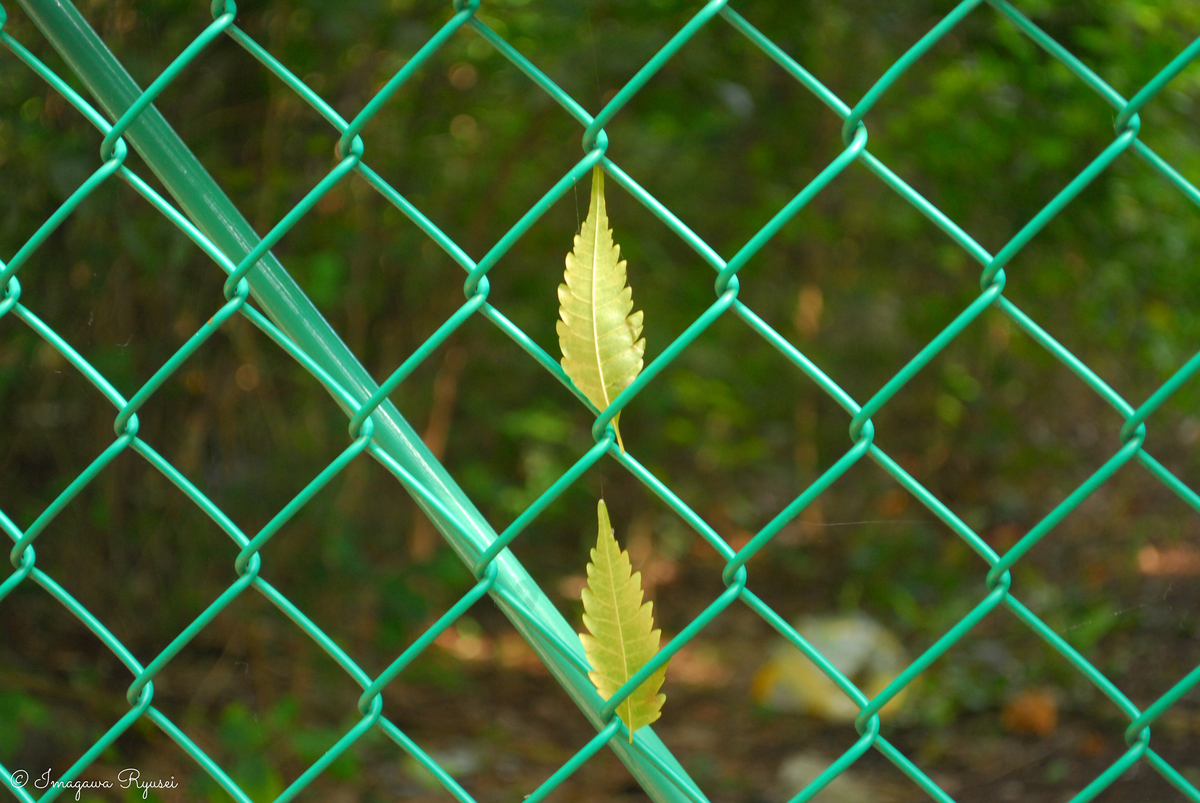f:id:ImagawaRyusei:20211006222500j:plain