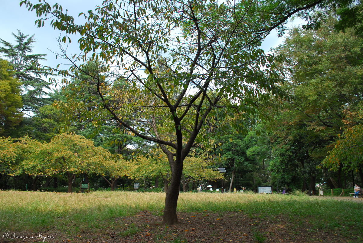 f:id:ImagawaRyusei:20211006223523j:plain