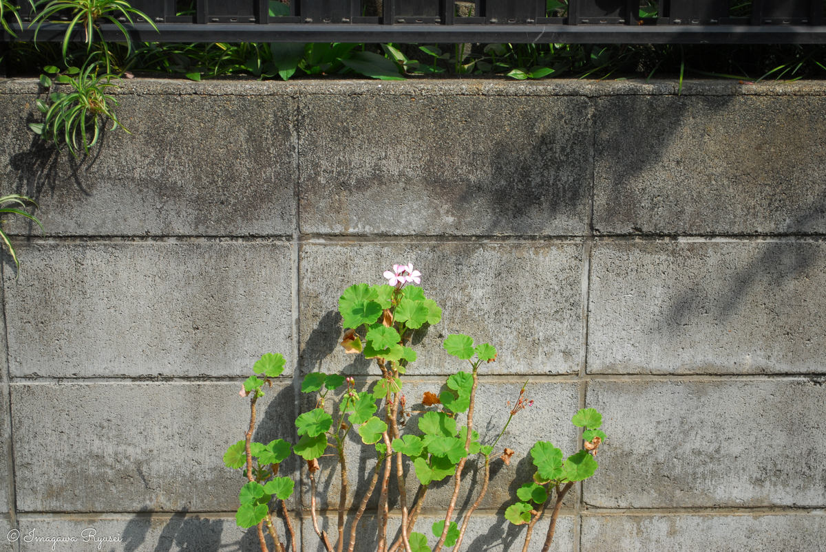 f:id:ImagawaRyusei:20211006223613j:plain