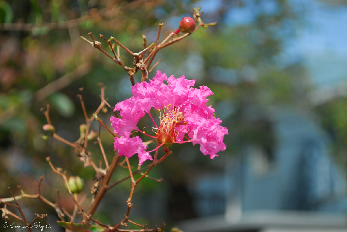 f:id:ImagawaRyusei:20211006224121j:plain