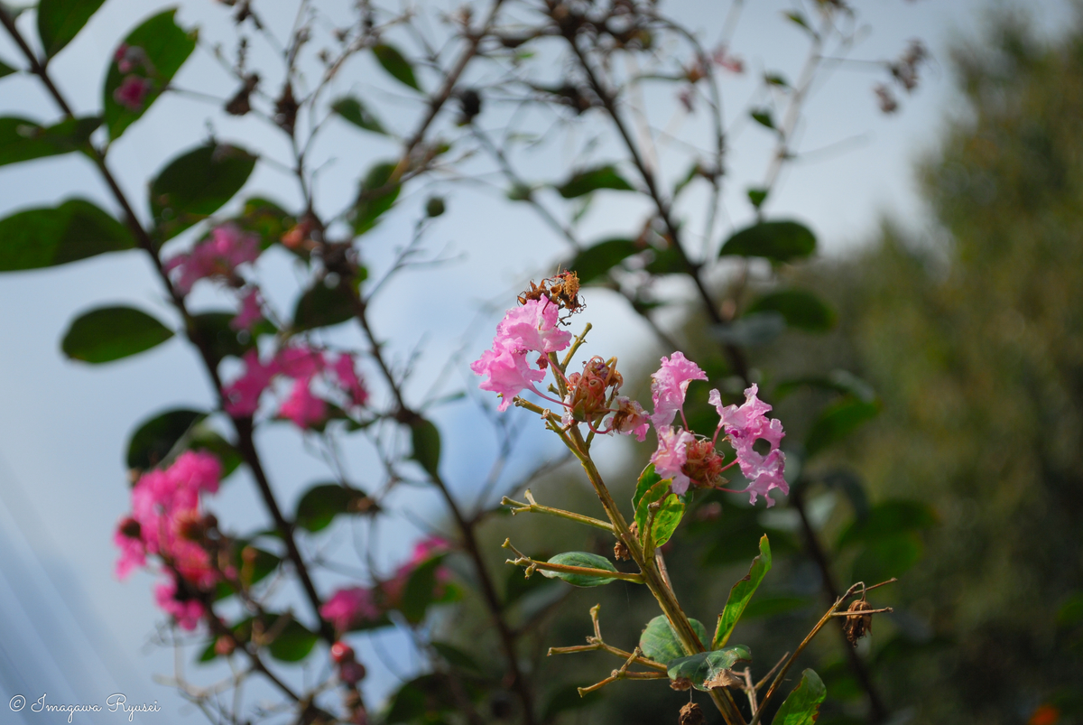 f:id:ImagawaRyusei:20211006224126j:plain