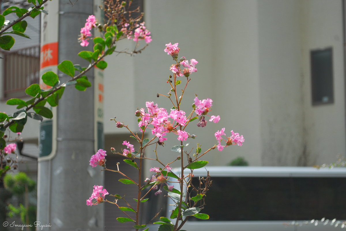 f:id:ImagawaRyusei:20211006224145j:plain
