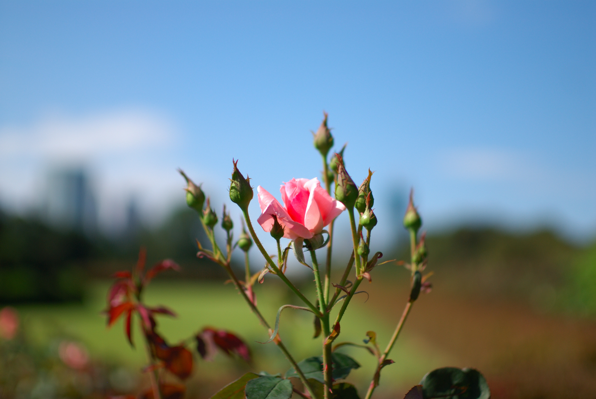 f:id:ImagawaRyusei:20211009014008j:plain