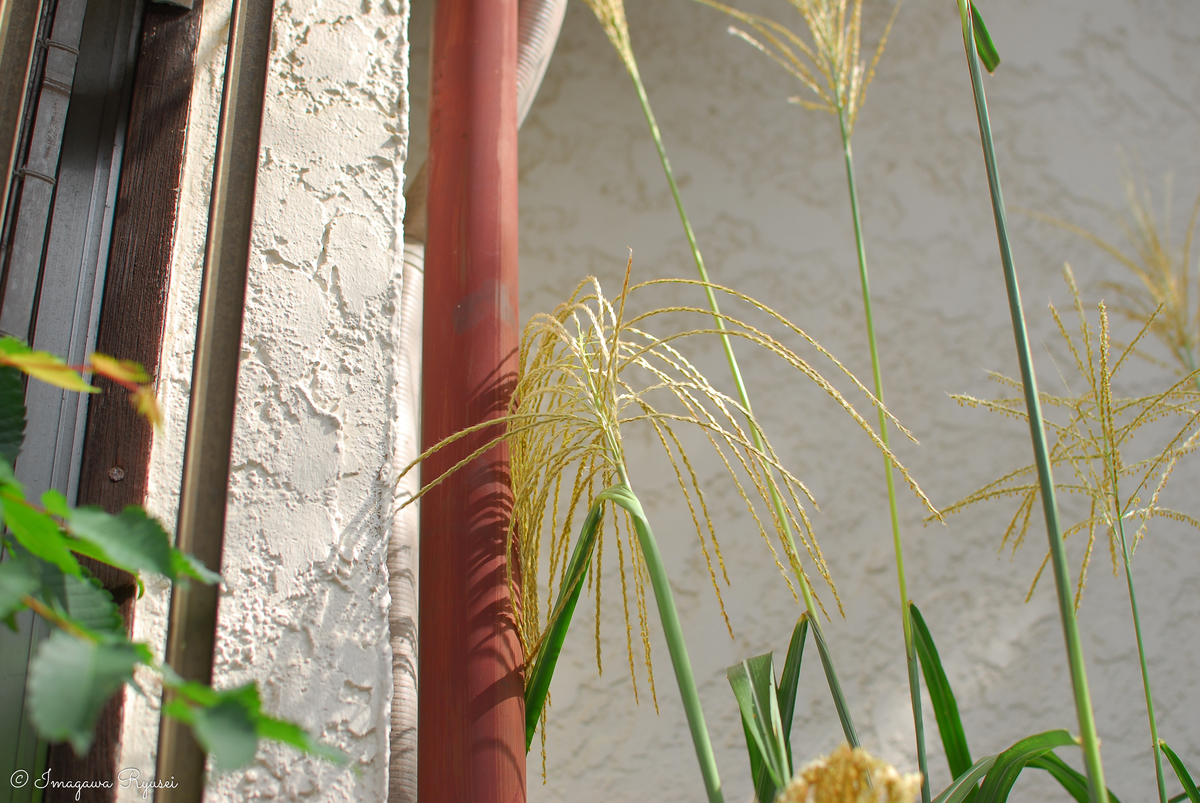 f:id:ImagawaRyusei:20211012153924j:plain