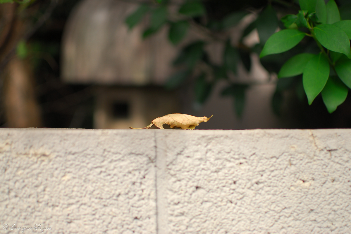 f:id:ImagawaRyusei:20211012154104j:plain
