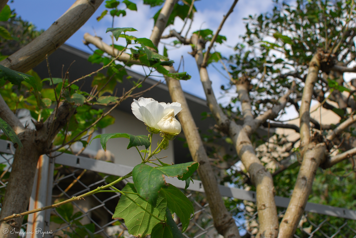 f:id:ImagawaRyusei:20211014013834j:plain