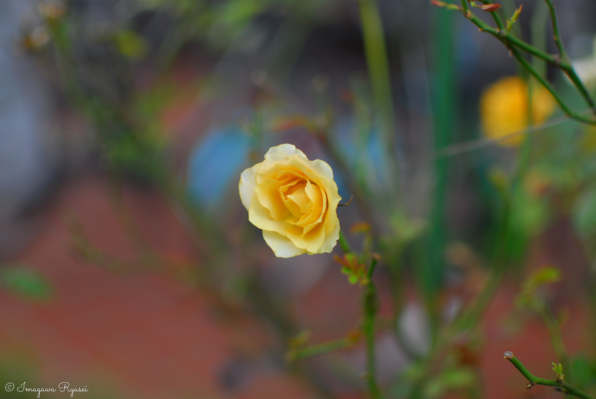 f:id:ImagawaRyusei:20211014013845j:plain