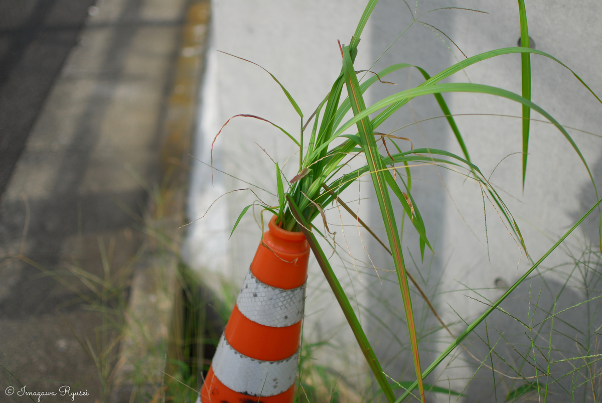 f:id:ImagawaRyusei:20211014014340j:plain