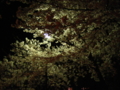 夜桜