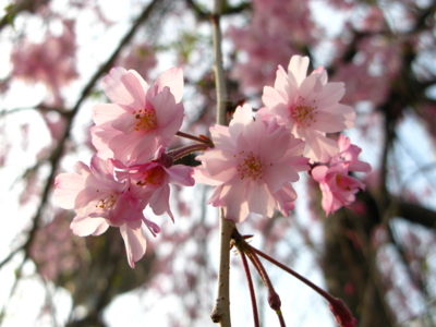 f:id:Imamura:20090408150559j:plain