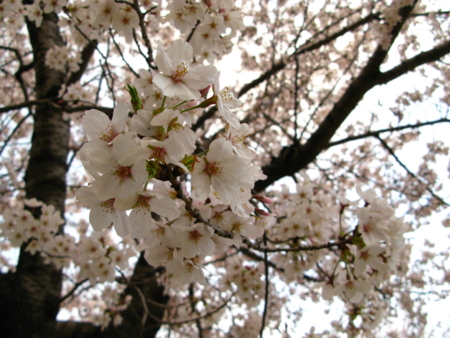 f:id:Imamura:20100403172253j:plain