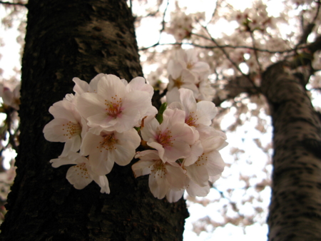 f:id:Imamura:20100403172625j:plain