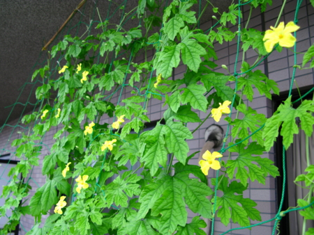 f:id:Imamura:20110731072427j:plain