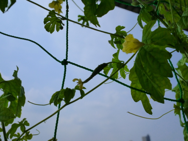 f:id:Imamura:20110816095250j:plain f:id:Imamura:20110816095250j:plain