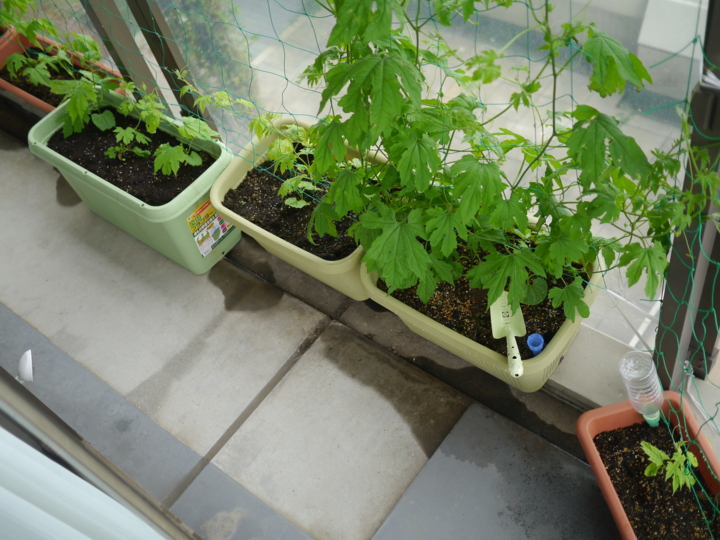 f:id:Imamura:20130607100513j:plain