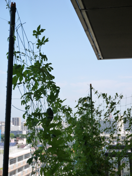 f:id:Imamura:20130807092309j:plain f:id:Imamura:20130807092309j:plain