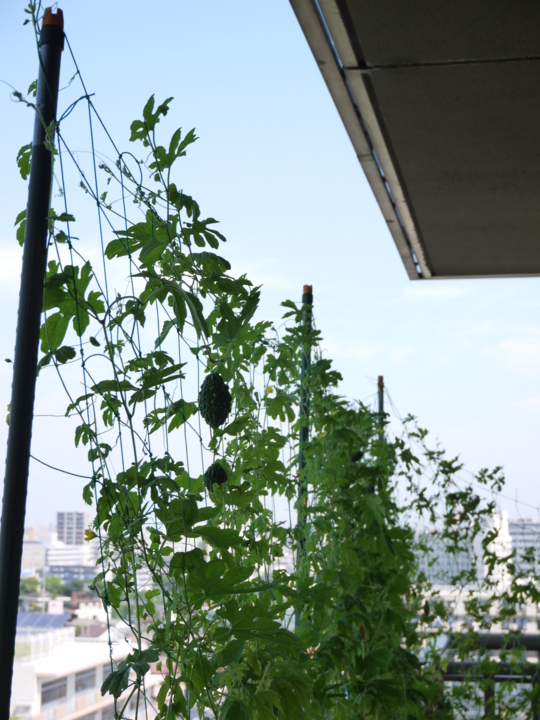 f:id:Imamura:20130807094358j:plain f:id:Imamura:20130807094358j:plain