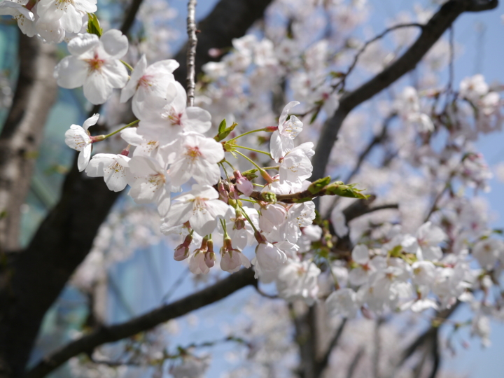 f:id:Imamura:20150331125002j:plain