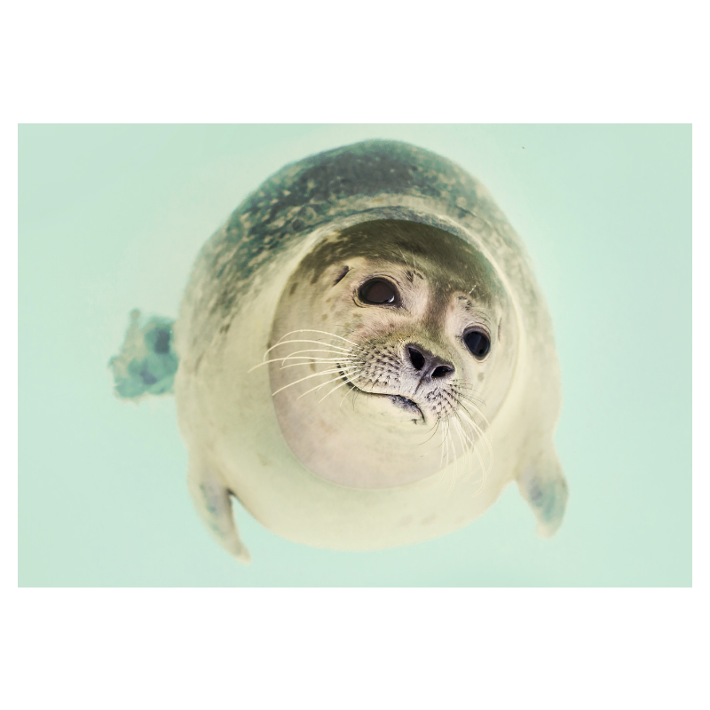 f:id:Infoment:20190713143338p:plain